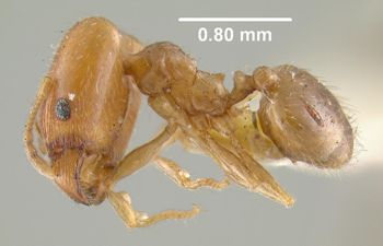 Media type: image;   Entomology 20713 Aspect: habitus lateral view